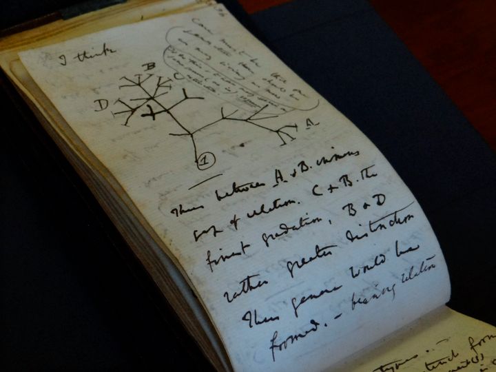 The "생명의 나무" 2001년에 실종된 후 최근에 반환된 박물관 학자 찰스 다윈의 노트 중 하나로 스케치합니다.