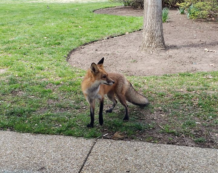 A red fox spotted outside the north side of the Russell Senate Office Building in Washington on April 4.
