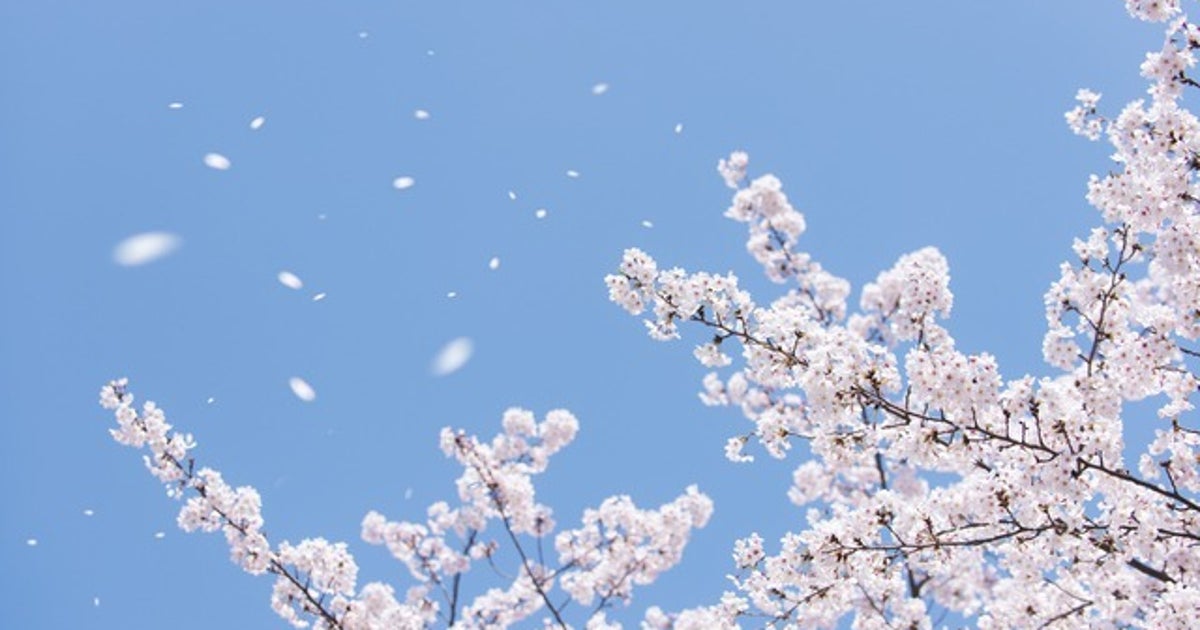 ソメイヨシノがいっせいに散る理由、ご存知ですか？ | ハフポスト NEWS