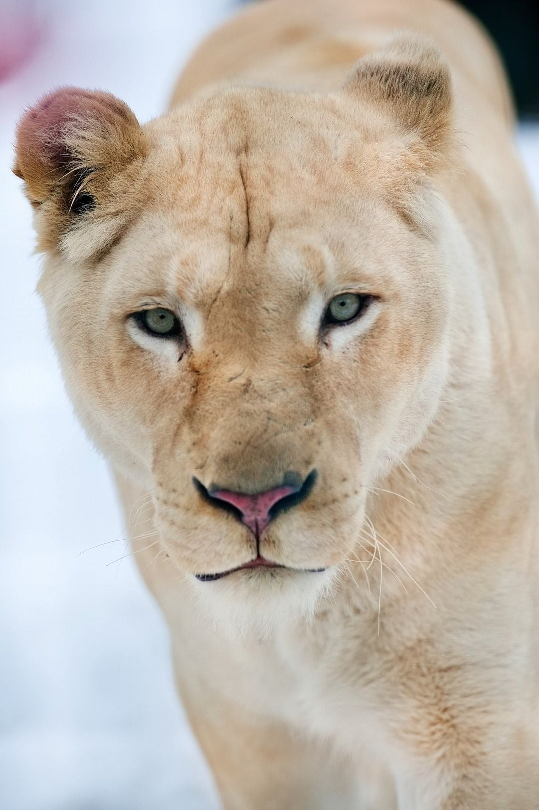 最大74%オフ! ライオンのベルトです kids-nurie.com