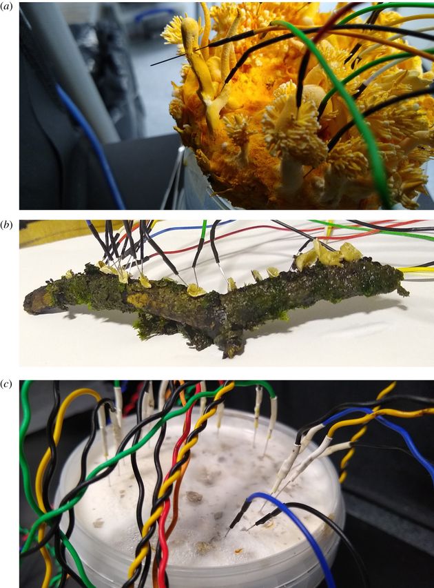 Photos des expériences, où les champignons sont liés à des micro-électrodes...