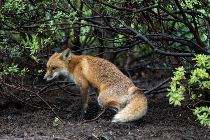 The fox before her capture on Tuesday.