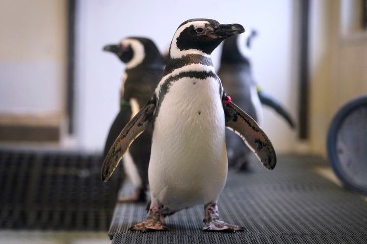 Zoos across North America are moving their birds indoors and away from people and wildlife as they try to protect them from the highly contagious and potentially deadly <a href="https://apnews.com/article/business-health-environment-and-nature-iowa-agriculture-9245d97453568576bd0b564f9c52c343" role="link" class=" js-entry-link cet-external-link" data-vars-item-name="avian influenza." data-vars-item-type="text" data-vars-unit-name="624e1978e4b0587dee724b4f" data-vars-unit-type="buzz_body" data-vars-target-content-id="https://apnews.com/article/business-health-environment-and-nature-iowa-agriculture-9245d97453568576bd0b564f9c52c343" data-vars-target-content-type="url" data-vars-type="web_external_link" data-vars-subunit-name="article_body" data-vars-subunit-type="component" data-vars-position-in-subunit="0">avian influenza.</a> (AP Photo/Charlie Neibergall)