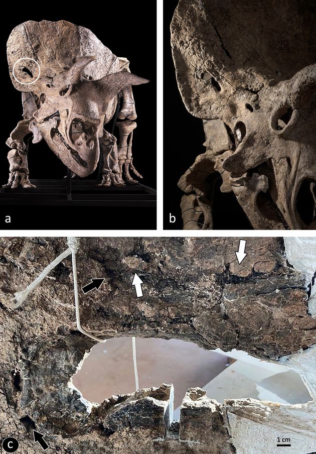 Le fossile de Big John présente une blessure au niveau de sa collerette, ayant peut être été l