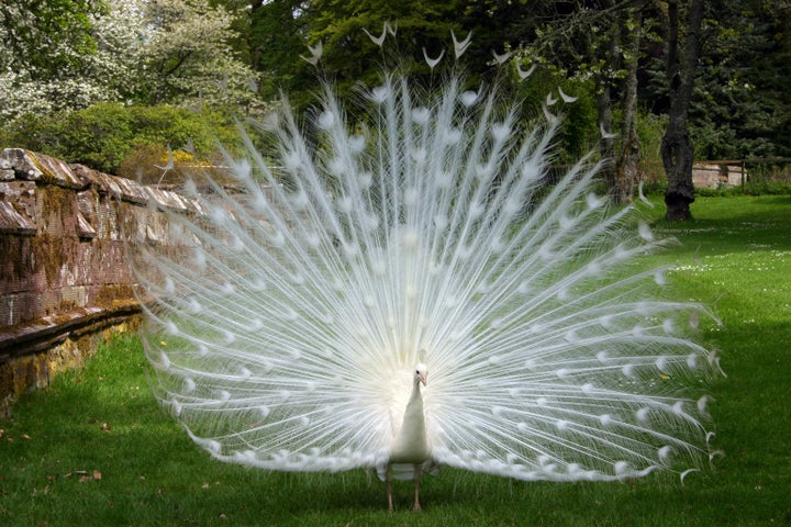 An albino peacock (pavo cristatus). Lovely.