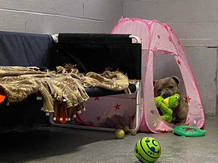 Starsky with a stuffed frog toy in his princess tent.