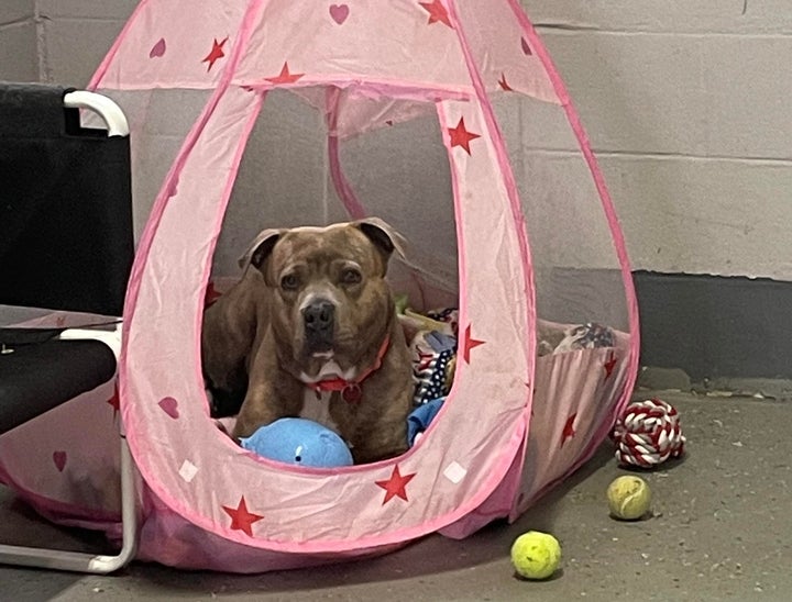 Starsky chilling in royal style.