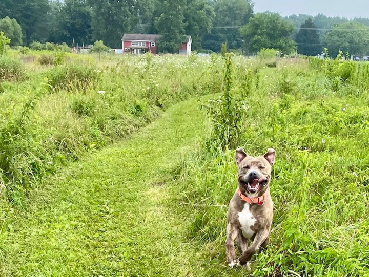 Starsky enjoying a long walk.