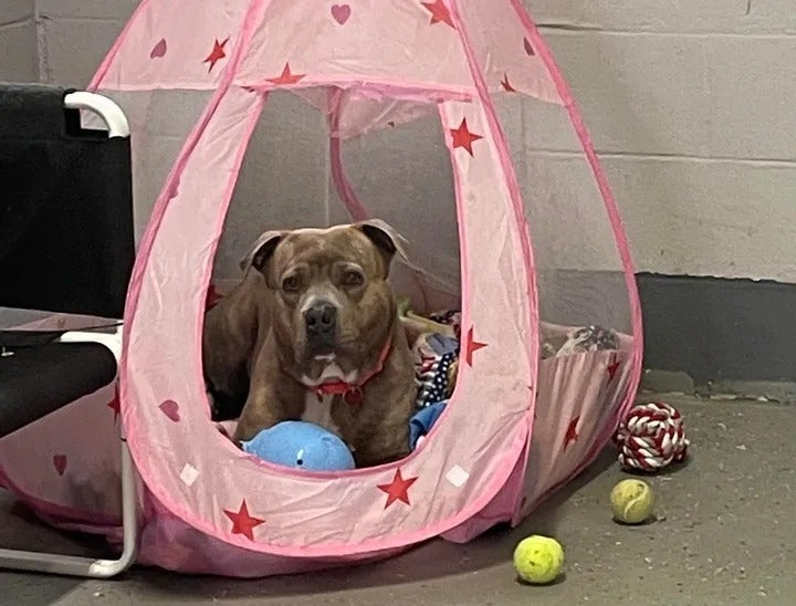 テントでくつろぐスタースキー