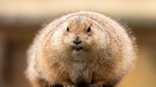 Watch Prairie Dogs Adorably Delay Baseball Game And Have A Field Day