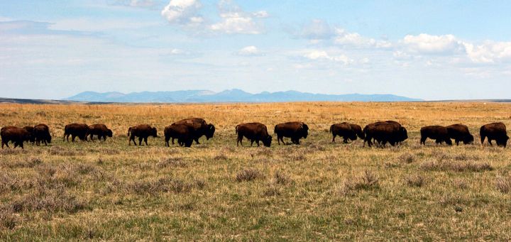 A herd of bison move through private lands controlled by the American Prairie Reserve, south of Malta, Mont. (AP Photo/Matt Brown, File)