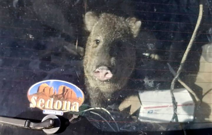 A hungry javelina in Arizona ended up going for a drive when it became trapped inside an empty car and bumped it into neutral. (Yavapai County Sheriff's Office via AP)