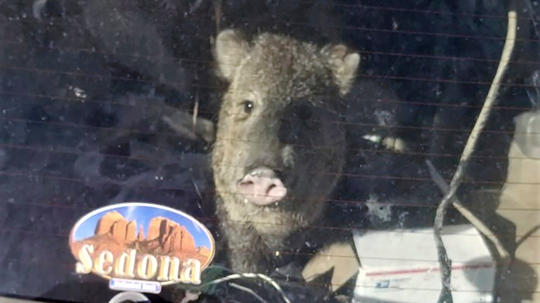 Hungry Javelina Gets Stuck In Car, Goes For Ride In Arizona