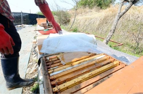 7일 오후 광주 서구 서창동 한 양봉장에서 한 양봉업자가 벌통에서 소비 한장을 꺼내 들고 있다. 해당 농장에서는 130통에서 사는 꿀벌이 집단폐사해 4천여만 원의 재산 피해가 났다.