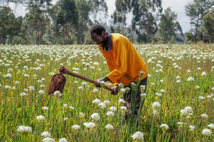 Farmer Charles Gachie removes weeds with a hoe at a flower plantation in Kiambu, near Nairobi, in Kenya, on March 31, 2022.