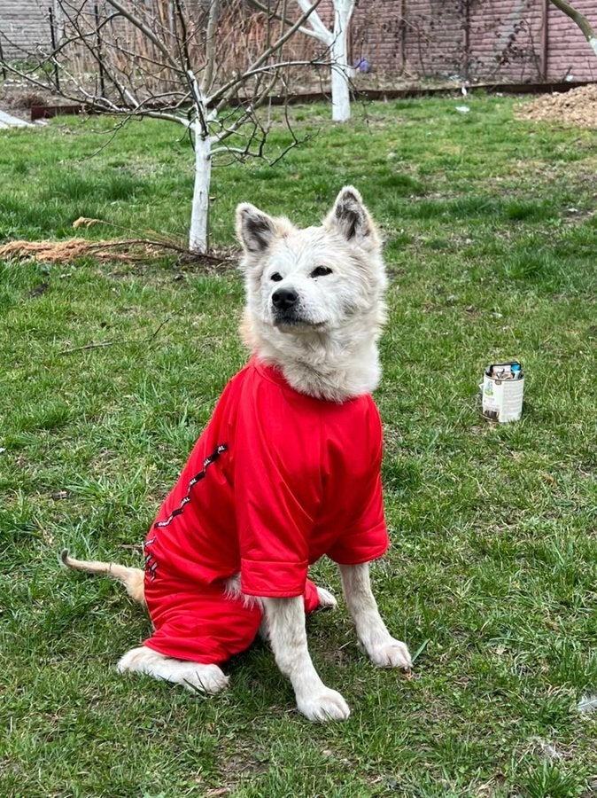 新しい飼い主に引き取られた「リニ」の写真。ゲラシチェンコ内務大臣顧問のTwitterより