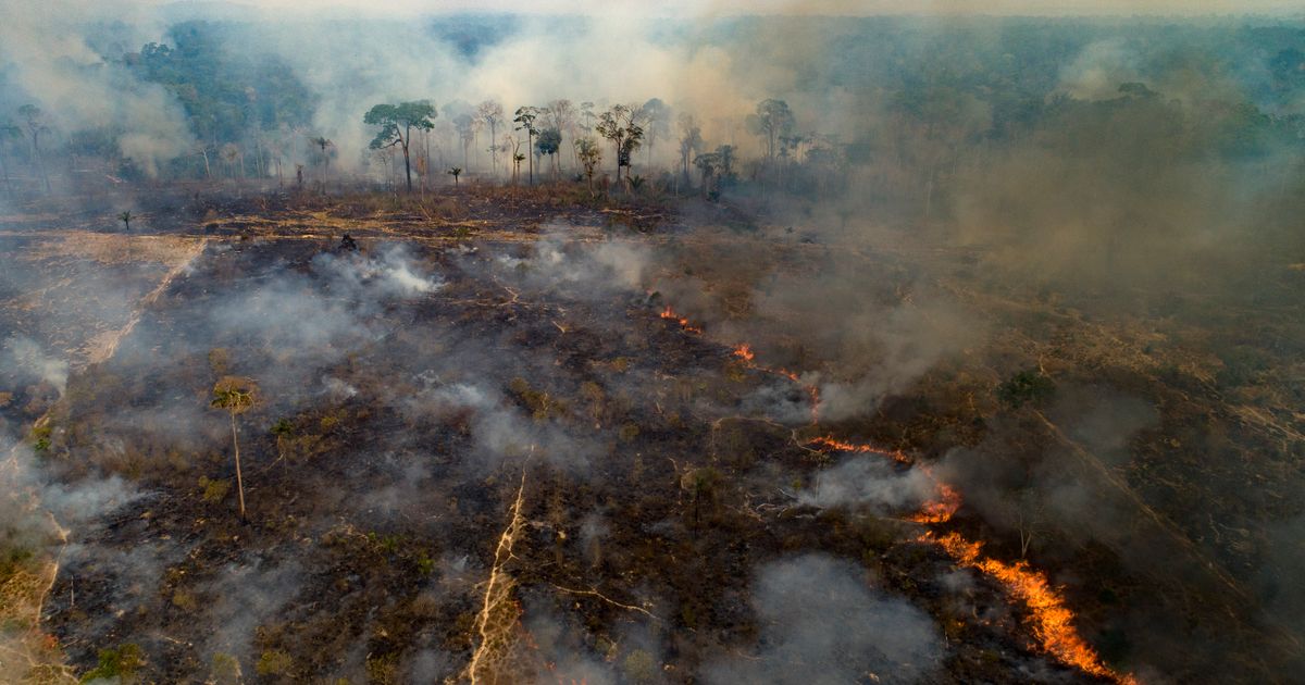 Deforestation in the  rainforest continues to plunge