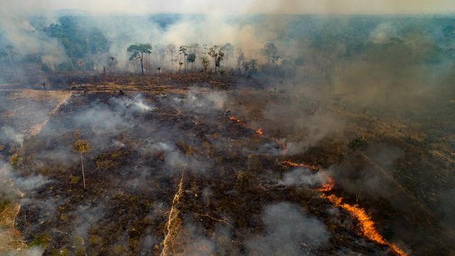 The Amazon Rainforest Can’t Survive 4 More Years Of Brazil's Far-Right President.jpg
