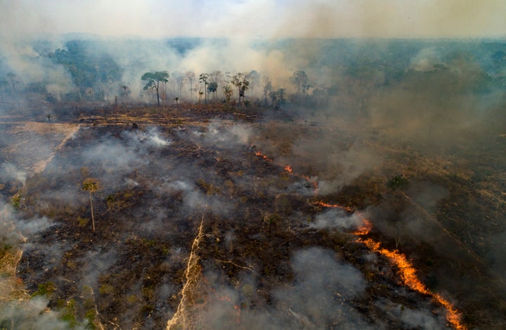 deforestation continues to plummet