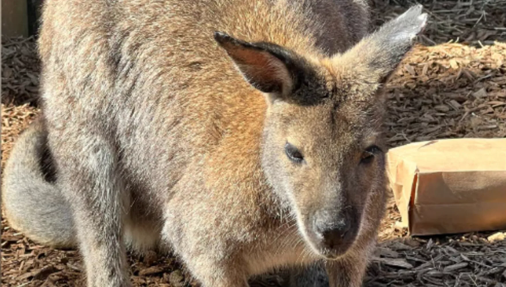 Memphis Zoo, Police Search For Missing Wallaby Lost After Storm