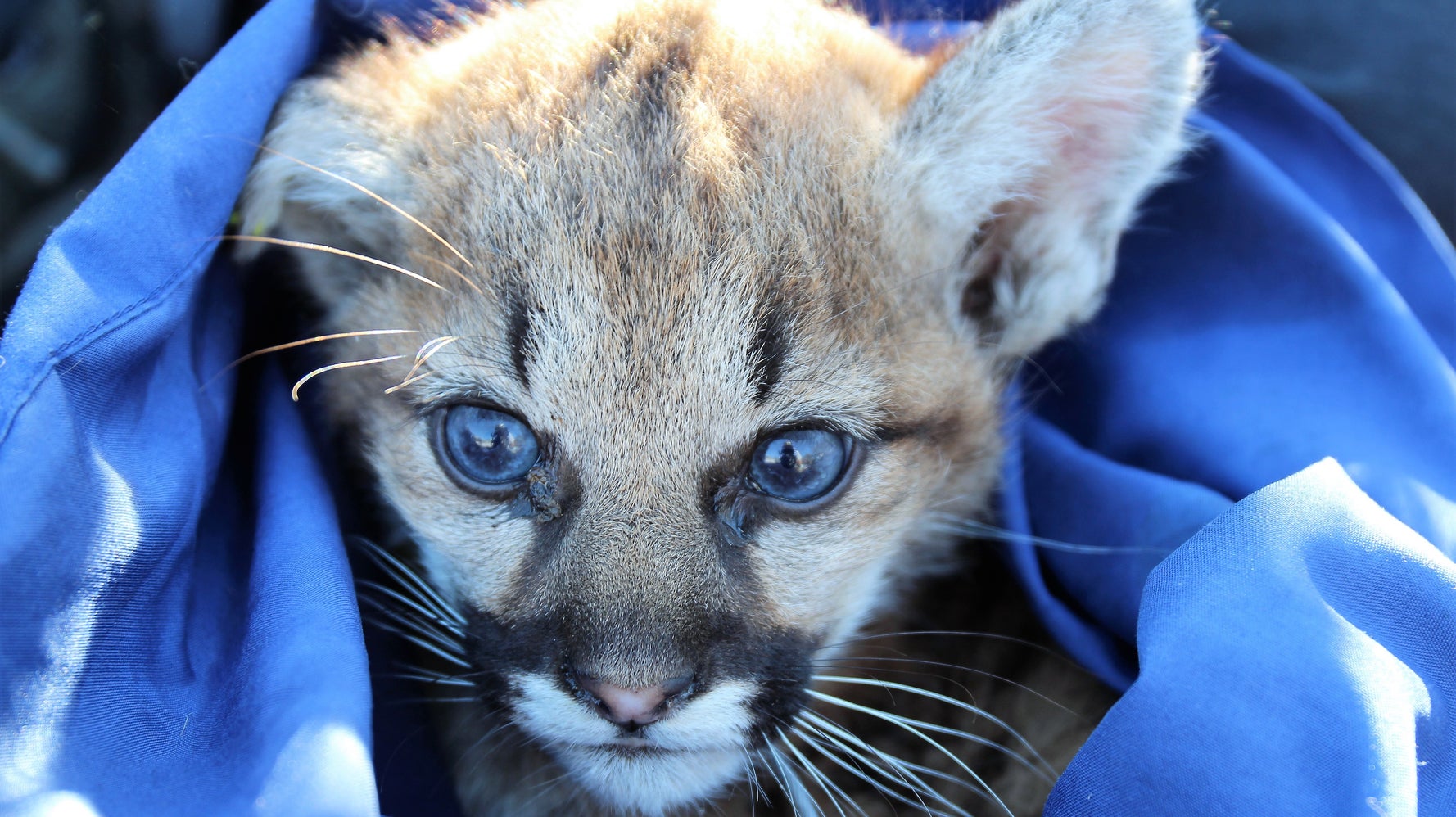 2 Dead California Mountain Lion Kittens Test Positive For Rat Poison