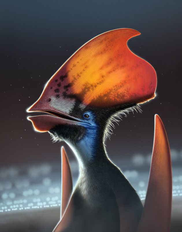 Illustration d'un Tupandactylus imperator, ptérosaure du Crétacé