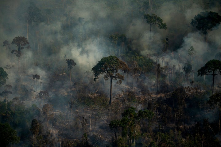 Deforestation in the  rainforest continues to plunge