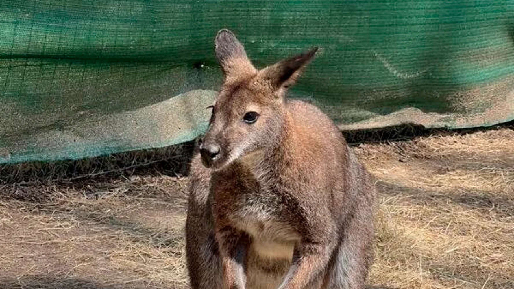 Missing Wallaby Found Hiding In Bush Near Memphis Zoo Exhibit