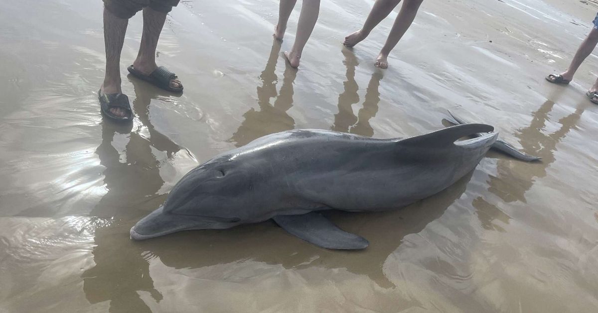 Bill would make bottlenose dolphin official North Carolina marine