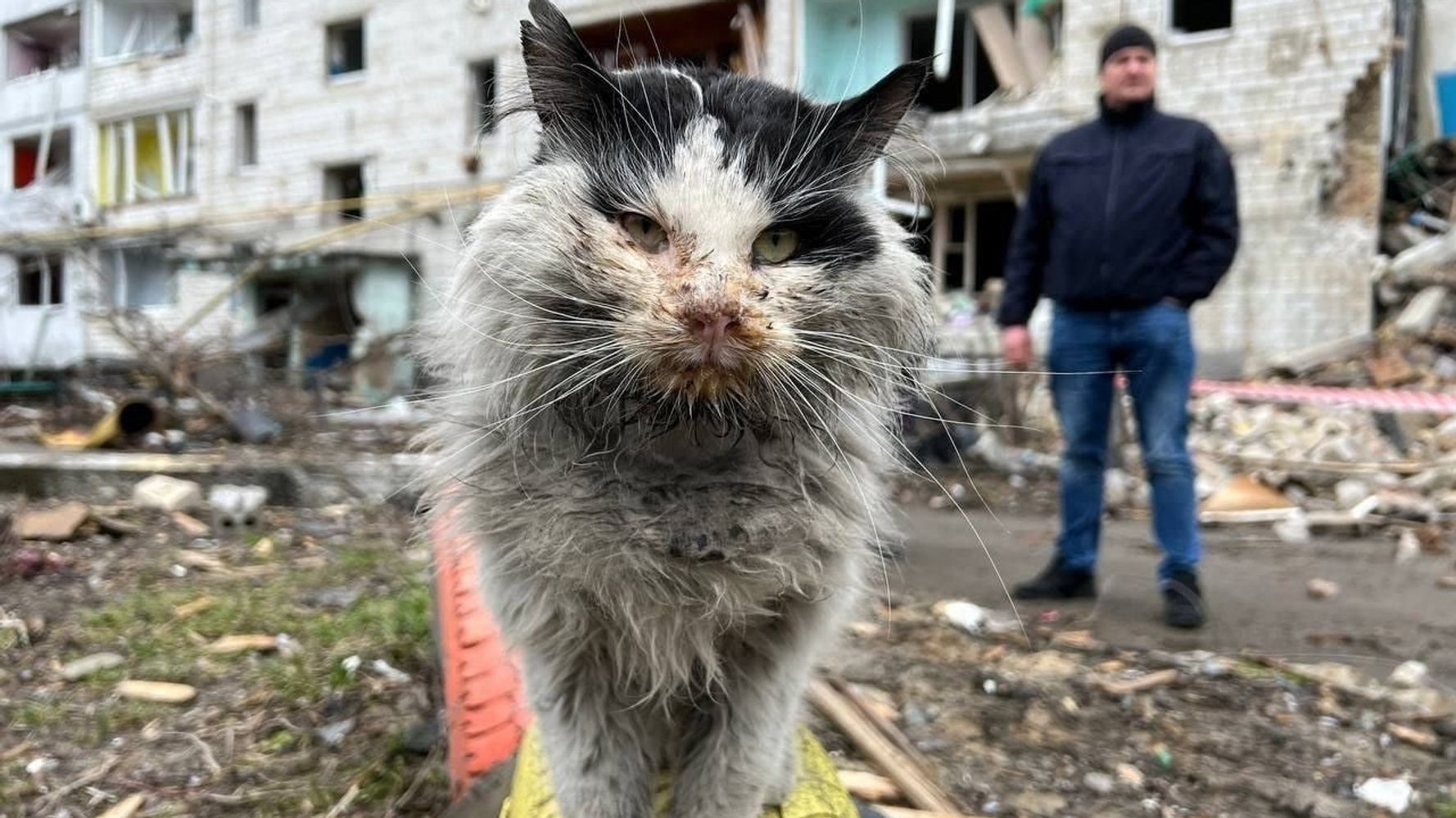 がれきから救出されたウクライナの猫、ツイートで飼い主が見つかったのに…「ハッピーエンドにはならなかった」 - ハフポスト日本版