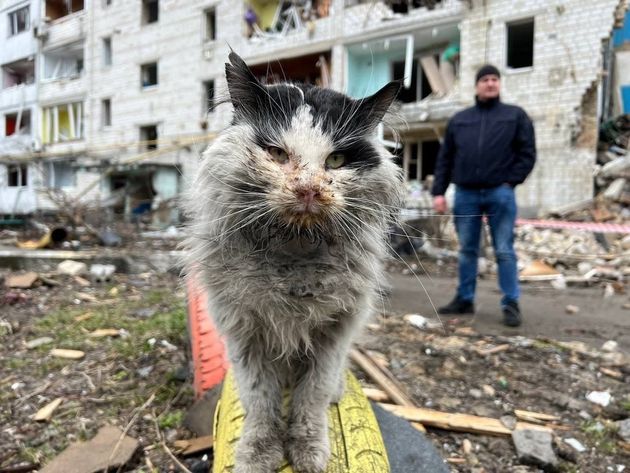 がれきから救出されたボロジャンカの猫。ウクライナ内務省顧問のゲラシチェンコ氏のTwitterより