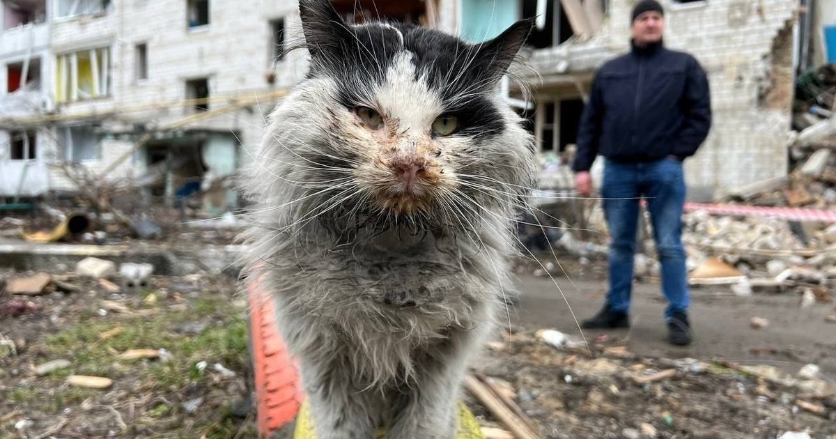 がれきから救出されたウクライナの猫 ツイートで飼い主が見つかったのに ハッピーエンドにはならなかった ハフポスト World