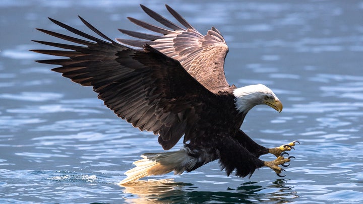 Bald eagles are one of several kinds of wild birds stricken by a highly contagious strain of bird flu spreading in North America.