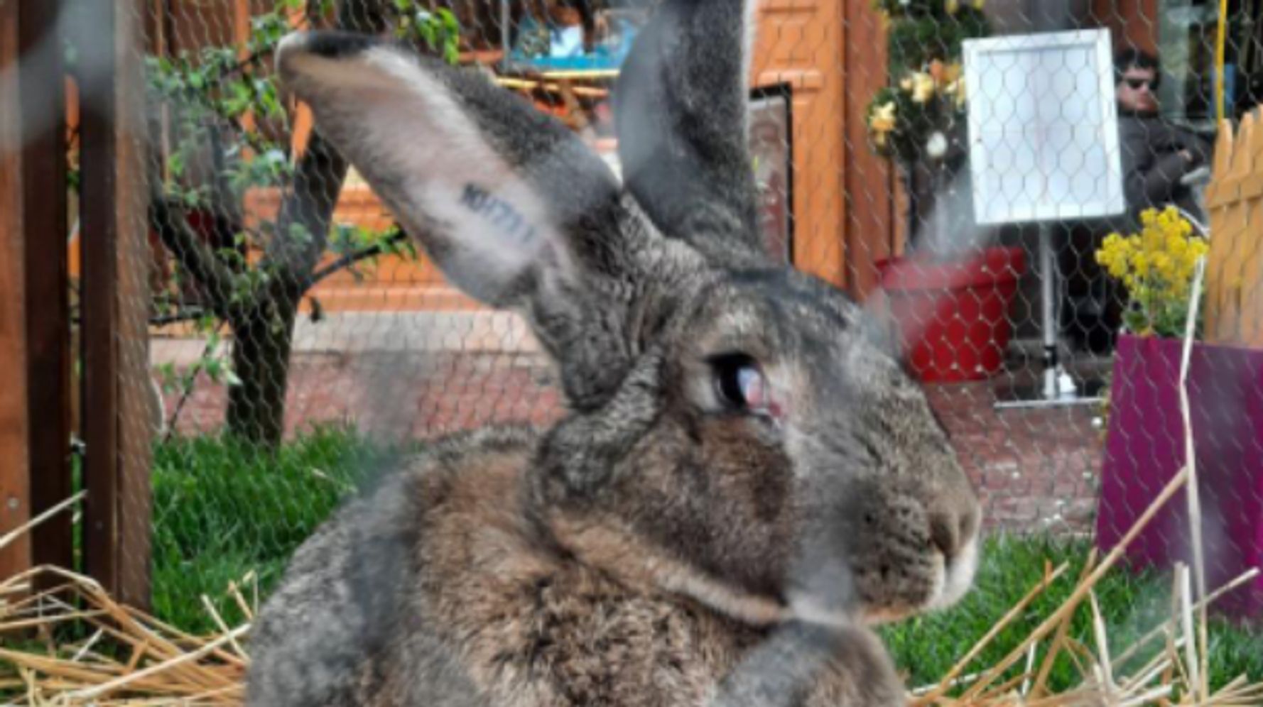 En pleine Pâques, Schmoutzi, le lapin géant mascotte de Colmar a été volé