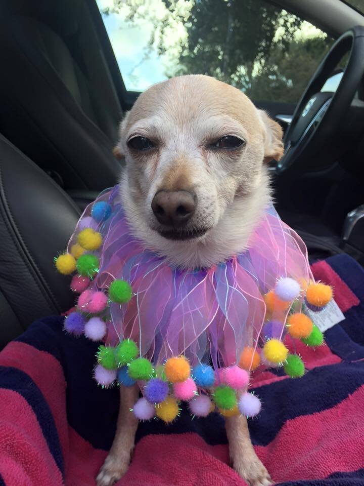 TobyKeith in a fetching multicolored outfit.