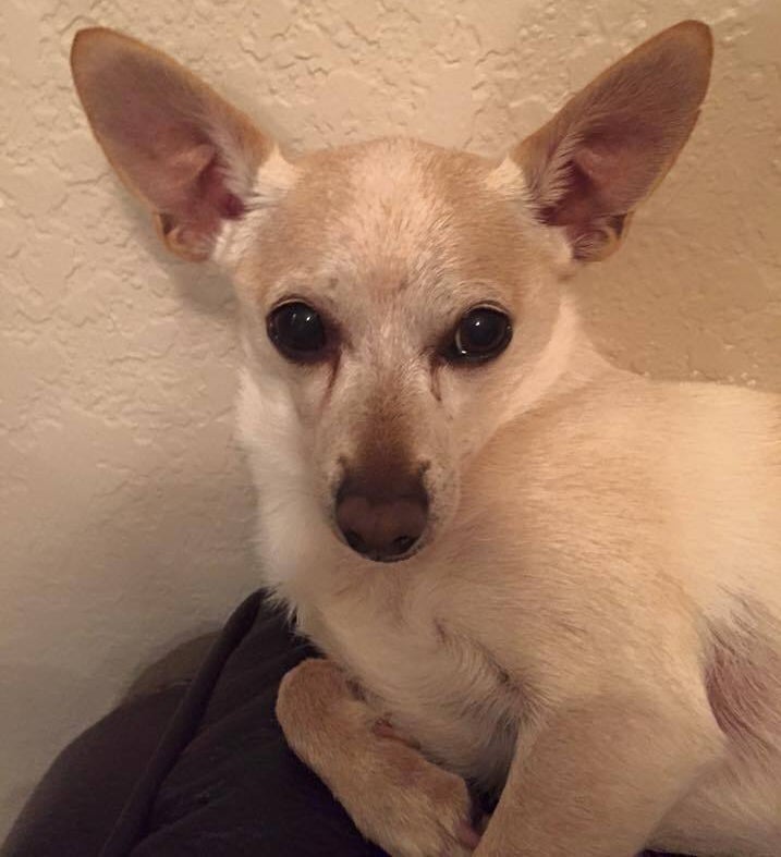 Though he's a senior dog, TobyKeith can still make those puppy-dog eyes.
