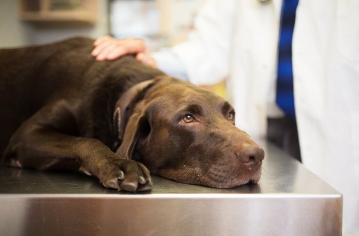 Labrador en la visita al veterinario.