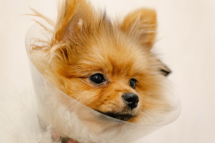 Pomerania con el collar de protección veterinario.