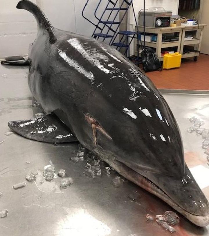 Federal wildlife officials are seeking information into the recent stabbing of a bottlenose dolphin whose body was found on a South Florida beach.