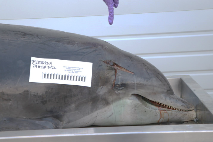 A necropsy of the marine mammal determined that it was impaled in the head with a spear-like object while still alive, the National Oceanic and Atmospheric Administration said.