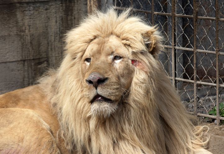 ハルキウの「フェルドマン・エコパーク」から避難し、オデーサの動物園に到着したライオン（2022年4月14日撮影）