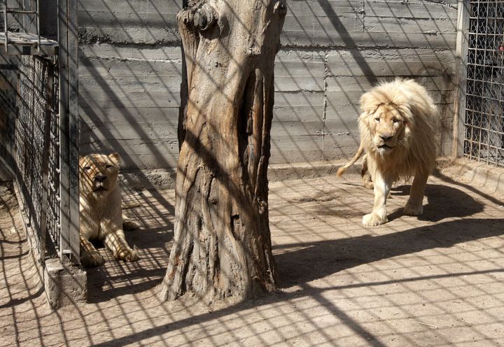 ハルキウの「フェルドマン・エコパーク」から避難し、オデーサの動物園に到着した2頭のライオン（2022年4月14日撮影）