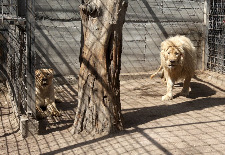 餌やりのために… 動物園に残った飼育員2人、遺体で見つかる「銃撃され、封鎖された部屋に」【ウクライナ侵攻】 - ハフポスト日本版