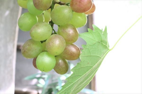 林慎悟さんが岡山県岡山市で育てるぶどう