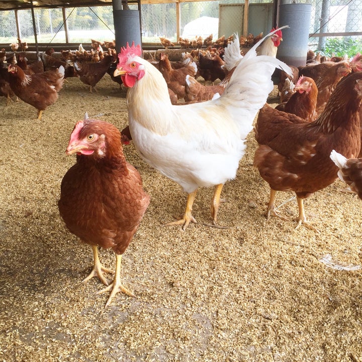 薄羽哲哉さんは、栃木県芳賀郡益子町で養鶏をしている