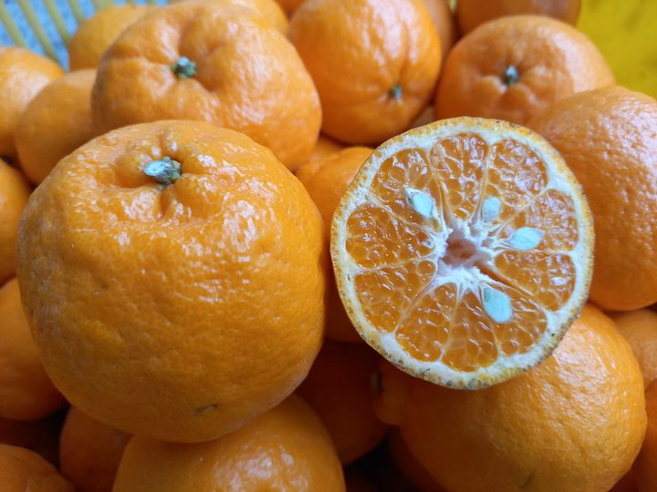 二宮昌基さんは、愛媛県八幡浜市で柑橘を栽培している