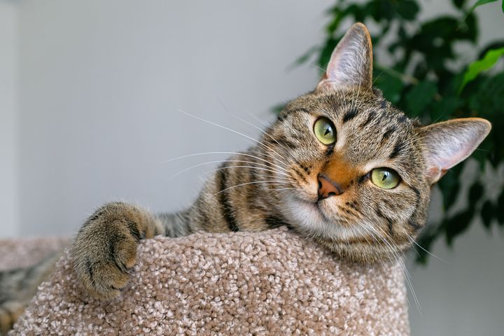 A cat relaxes on top of a cat tree — a great piece of furniture to give cats an outlet for their scratching.