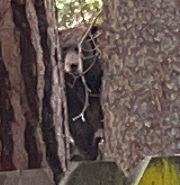 The mother bear, photographed after her hibernation under a South Lake Tahoe home.