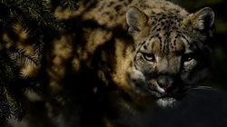Βίντεο: Τρομοκρατημένη λεοπάρδαλη σε πόλη του Ιράν, σκοτώθηκε από πυρά