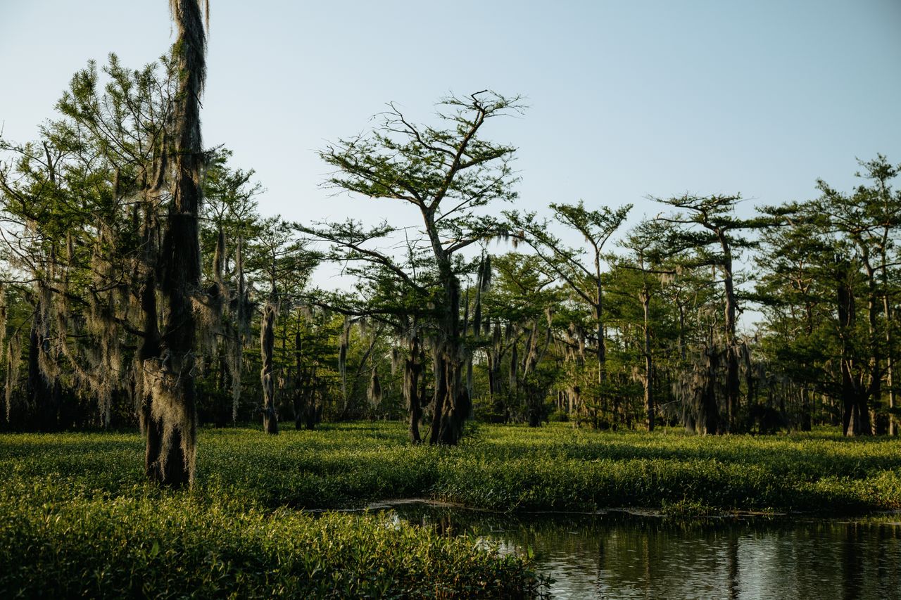 Healthy cypress forests like the one pictured here at Bayou Sorrel, Louisiana, are part of what makes the Atchafalaya Basin a jewel of biodiversity.